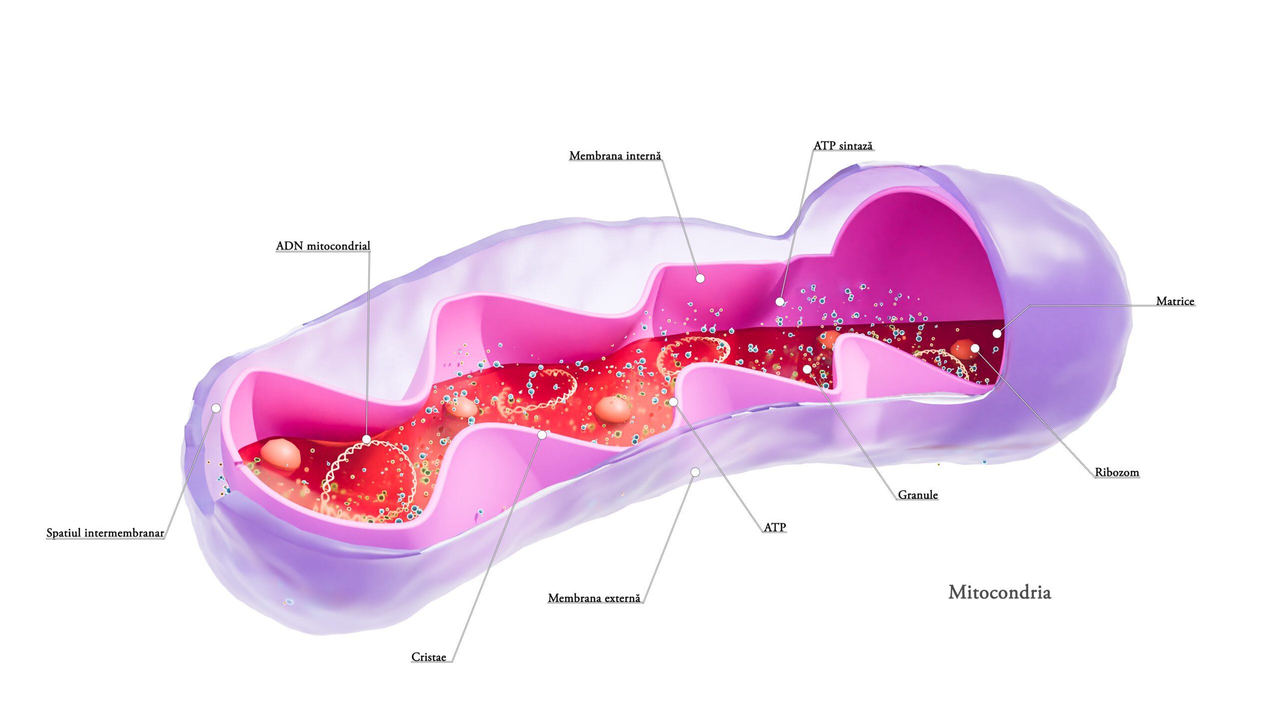 biomedical illustration biomedical illustration