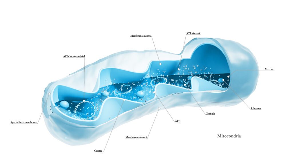 medical animation
